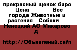 прекрасный щенок биро › Цена ­ 20 000 - Все города Животные и растения » Собаки   . Ненецкий АО,Макарово д.